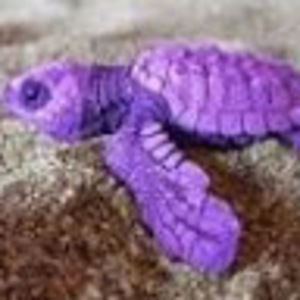 Meet your Posher, Purple turtle